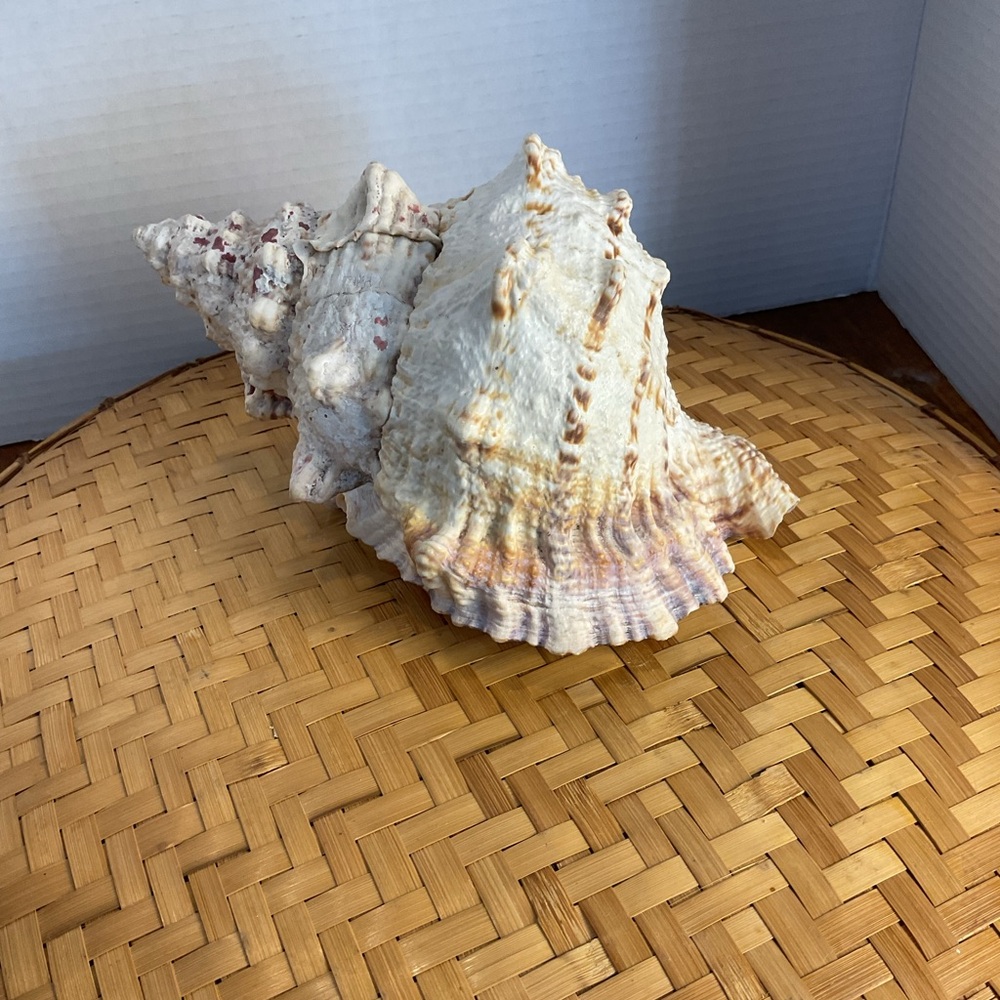 Elegant Cream and Tan Seashell Art Piece